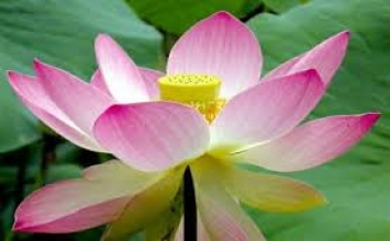 Người càng hiểu biết càng sống khiêm cung